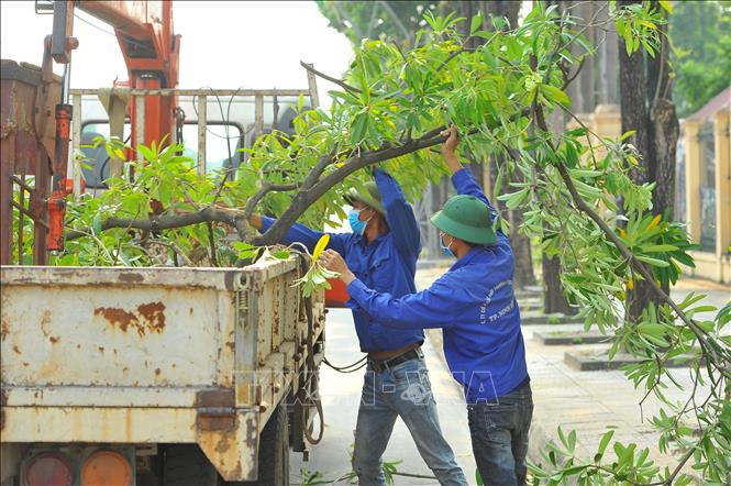 Trong ảnh: Công nhân Công ty cổ phần Môi trường và dịch vụ đô thị TP Ninh Bình cắt tỉa cây trên địa bàn thành phố. Ảnh: Minh Đức - TTXVN
