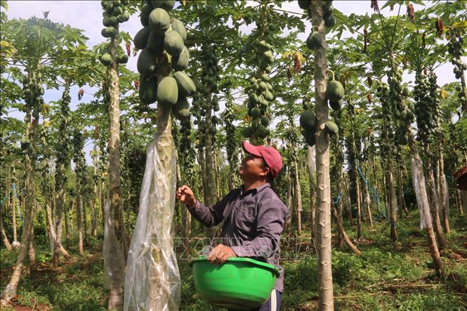 Trong ảnh: Vườn đu đủ trồng theo tiêu chuẩn GlobalGAP của gia đình ông Nguyễn Hữu Ân, ấp Gia Hòa Yên, xã Bình Gĩa, huyện Châu Đức. Ảnh: Hoàng Nhị - TTXVN