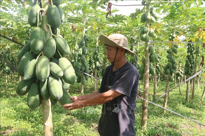 Trong ảnh: Vườn đu đủ trồng theo tiêu chuẩn GlobalGAP của gia đình ông Nguyễn Văn Hiếu, ấp Gia Hòa Yên, xã Bình Gĩa, huyện Châu Đức. Ảnh: Hoàng Nhị - TTXVN