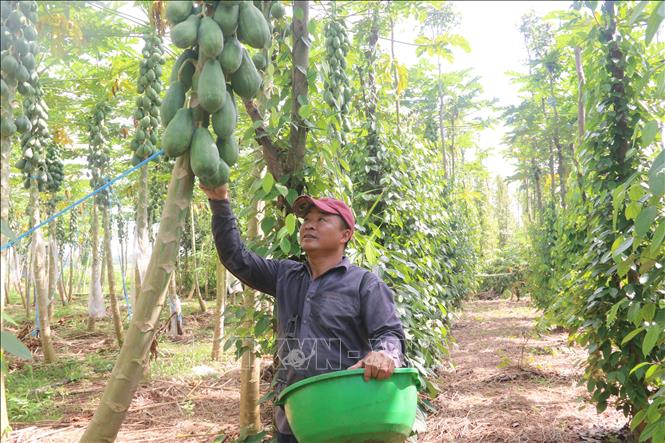 Trong ảnh: Vườn đu đủ trồng theo tiêu chuẩn GlobalGAP của gia đình ông Nguyễn Hữu Ân, ấp Gia Hòa Yên, xã Bình Gĩa, huyện Châu Đức. Ảnh: Hoàng Nhị - TTXVN