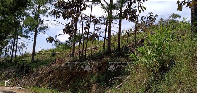 Trong ảnh: Hiện trường vụ phá rừng thông 20 năm tuổi tại xã Nam Hà, huyện Lâm Hà. Ảnh: Đặng Tuấn - TTXVN  
