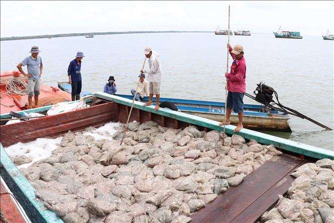 Trong ảnh: Hải sản được chuyển từ tàu có công suất lớn sang tàu có công suất nhỏ hơn để đưa vào bên trong cửa biển Khánh Hội. Ảnh: Thế Anh-TTXVN