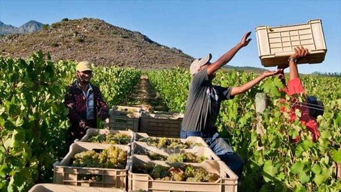 Trong ảnh: Nông dân khai thác nho tại một trang trại tại tỉnh Western Cape, Nam Phi. Ảnh: Phi Hùng - PV TTXVN tại Nam Phi 