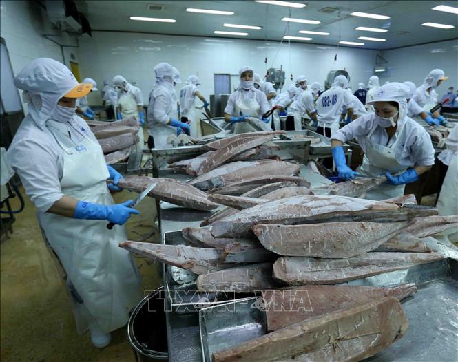 Trong ảnh: Chế biến cá ngừ đại dương đông lạnh xuất khẩu tại nhà máy của Công ty Cổ phần Thủy sản Bình Định. Ảnh: Vũ Sinh – TTXVN