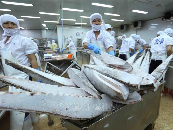 Trong ảnh: Chế biến cá ngừ đại dương đông lạnh xuất khẩu tại nhà máy của Công ty Cổ phần Thủy sản Bình Định. Ảnh: Vũ Sinh – TTXVN