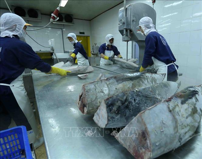 Trong ảnh: Chế biến cá ngừ đại dương đông lạnh xuất khẩu tại nhà máy của Công ty Cổ phần Thủy sản Bình Định. Ảnh: Vũ Sinh – TTXVN
