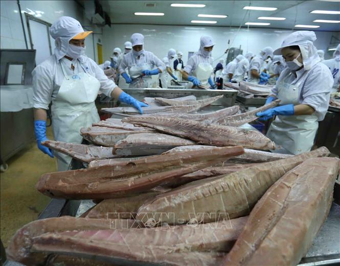 Trong ảnh: Chế biến cá ngừ đại dương đông lạnh xuất khẩu tại nhà máy của Công ty Cổ phần Thủy sản Bình Định. Ảnh: Vũ Sinh – TTXVN