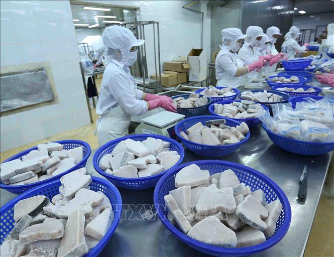 Biển đảo Việt Nam: BIDIFISCO chế biến cá ngừ đại dương đông lạnh ...