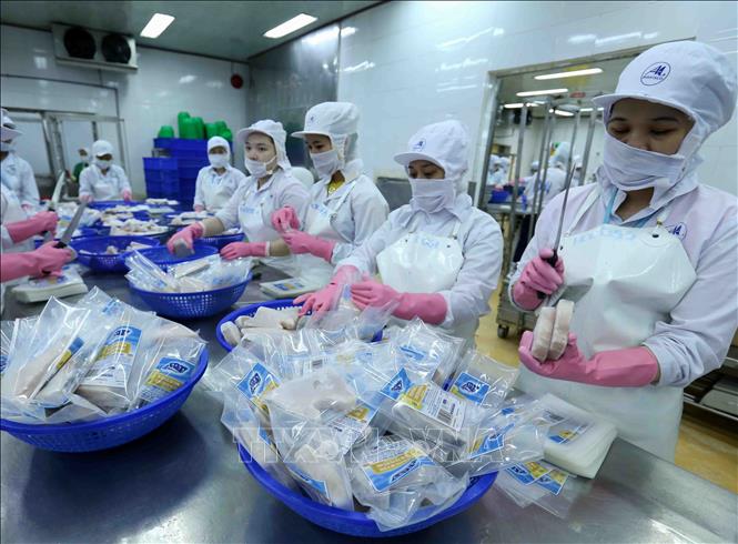 Trong ảnh: Dây chuyền chế biến cá ngừ đại dương đông lạnh xuất khẩu tại nhà máy của Công ty Cổ phần Thủy sản Bình Định. Ảnh: Vũ Sinh – TTXVN