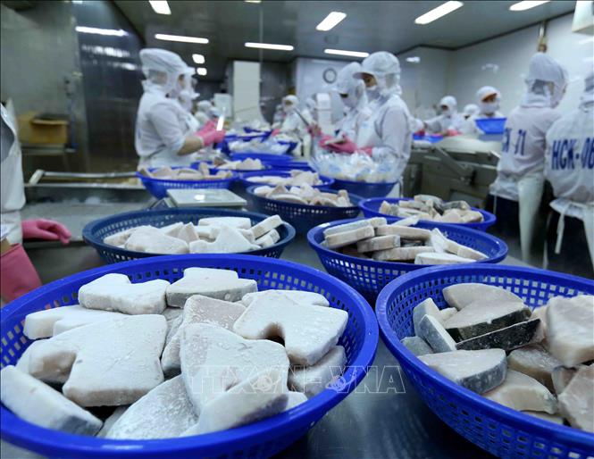 Trong ảnh: Dây chuyền chế biến cá ngừ đại dương đông lạnh xuất khẩu tại nhà máy của Công ty Cổ phần Thủy sản Bình Định. Ảnh: Vũ Sinh – TTXVN
