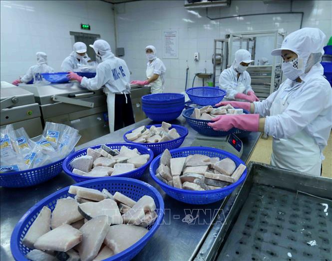 Trong ảnh: Dây chuyền chế biến cá ngừ đại dương đông lạnh xuất khẩu tại nhà máy của Công ty Cổ phần Thủy sản Bình Định. Ảnh: Vũ Sinh – TTXVN