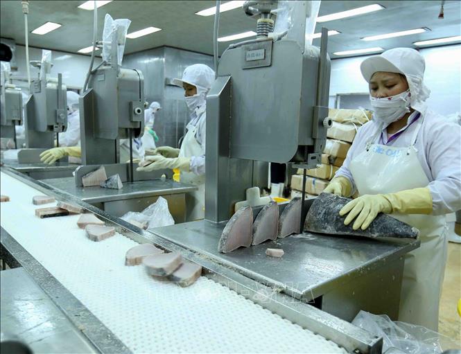 Trong ảnh: Dây chuyền chế biến cá ngừ đại dương đông lạnh xuất khẩu tại nhà máy của Công ty Cổ phần Thủy sản Bình Định. Ảnh: Vũ Sinh – TTXVN