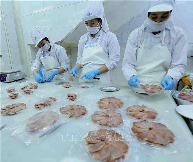 Trong ảnh: Dây chuyền chế biến cá ngừ đại dương đông lạnh xuất khẩu tại nhà máy của Công ty Cổ phần Thủy sản Bình Định. Ảnh: Vũ Sinh – TTXVN
