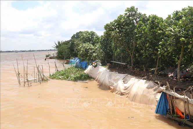 Tiền Giang: Sạt lở bờ sông rạch diễn biến phức tạp - Ảnh thời sự ...