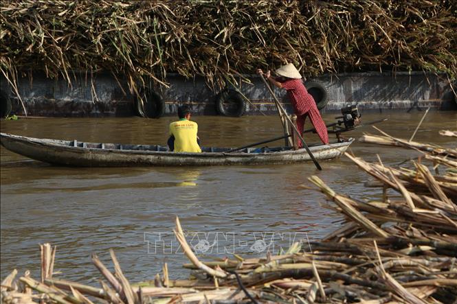 Trong ảnh: Gắn bó với bao đời nay với cây mía, người dân Hậu Giang đang bị “kẹt” bởi cây mía, vì không biết chuyển đổi sang trồng cây gì, còn trồng mía thì tiếp tục thua lỗ, nợ nần. Ảnh: Duy Khương - TTXVN