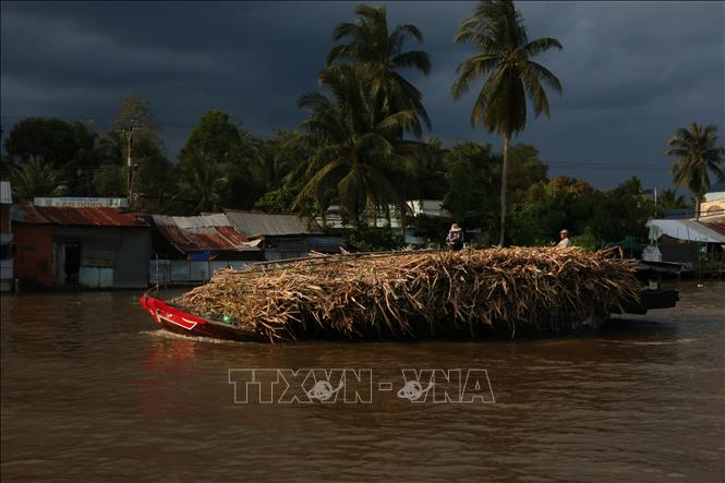 Trong ảnh: Vùng mía nguyên liệu tại Hậu Giang đang đối mặt với một tương lai ảm đảm. Ảnh: Duy Khương - TTXVN