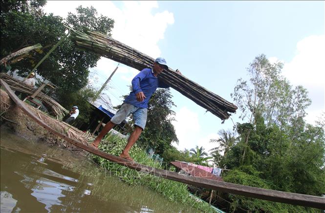 Trong ảnh: Người trồng mía tại Hậu Giang đang phải chịu cảnh oằn mình thua lỗ và nợ nần. Ảnh: Duy Khương - TTXVN