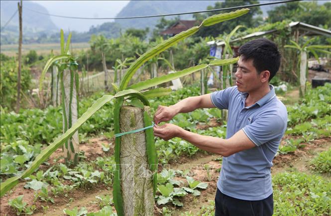 Trong ảnh: Anh Chuyên chăm sóc vườn thanh long ruột đỏ lấy giống từ miền xuôi. Ảnh: Xuân Tư – TTXVN