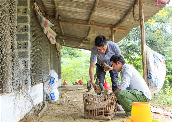 Trong ảnh: Người dân từ nhiều nơi tìm đến trang trại để học tập và mua giống già xương đen. Ảnh: Xuân Tư - TTXVN