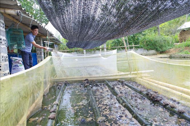 Trong ảnh: Mô hình nuôi ếch của gia đình anh Chuyên. Ảnh: Xuân Tư - TTXVN