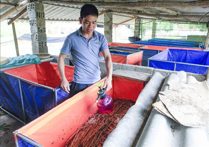 Trong ảnh: Mô hình nuôi dế của gia đình anh Chuyên. Ảnh: Xuân Tư - TTXVN