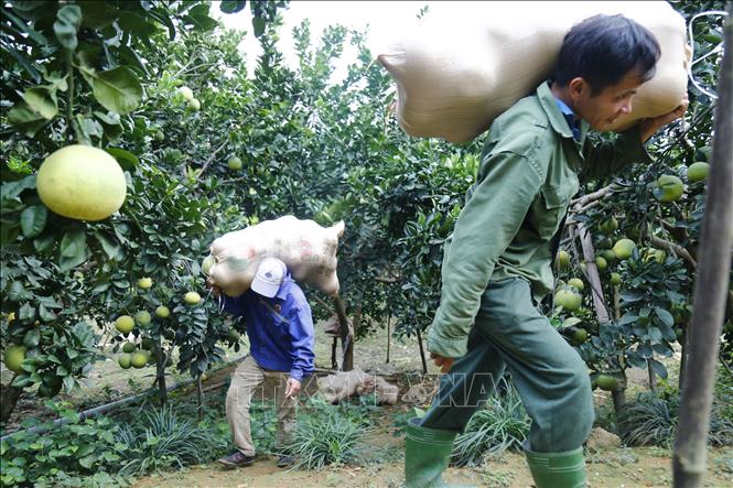 Trong ảnh: Thương lái vào tận vườn thu mua bưởi. Ảnh: Nam Sương - TTXVN