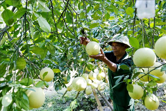 Trong ảnh: Chăm sóc bưởi trước khi thu hoạch. Ảnh: Nam Sương - TTXVN
