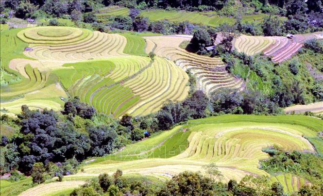 Trong ảnh: Ruộng bậc thang tại xã Xím Vàng, huyện Bắc Yên (Sơn La). Ảnh: Quang Quyết - TTXVN