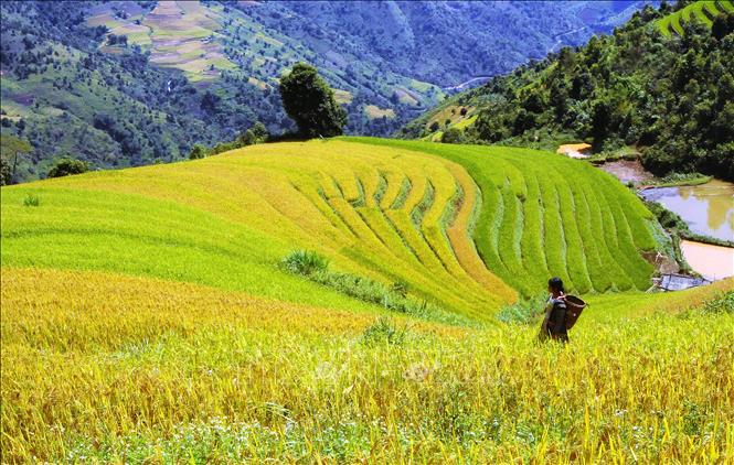 Trong ảnh: Ruộng bậc thang tại xã Hang Chú, huyện Bắc Yên (Sơn La). Ảnh: Quang Quyết - TTXVN