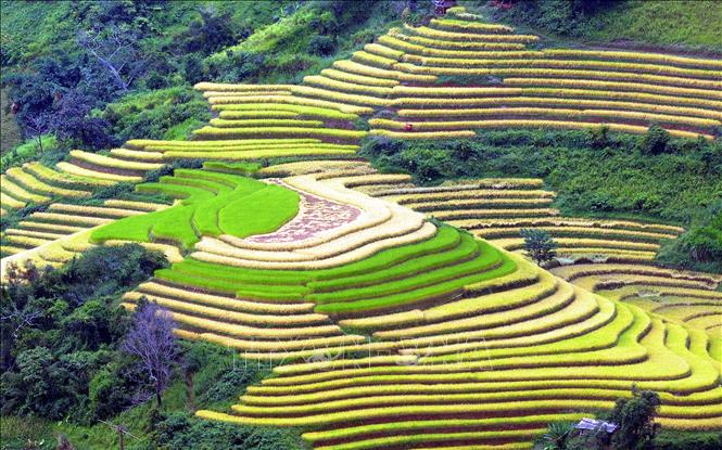 Trong ảnh: Ruộng bậc thang tại xã Xím Vàng, huyện Bắc Yên (Sơn La). Ảnh: Quang Quyết - TTXVN