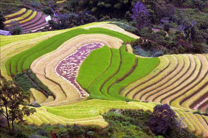 Trong ảnh: Ruộng bậc thang tại xã Xím Vàng, huyện Bắc Yên (Sơn La). Ảnh: Quang Quyết - TTXVN