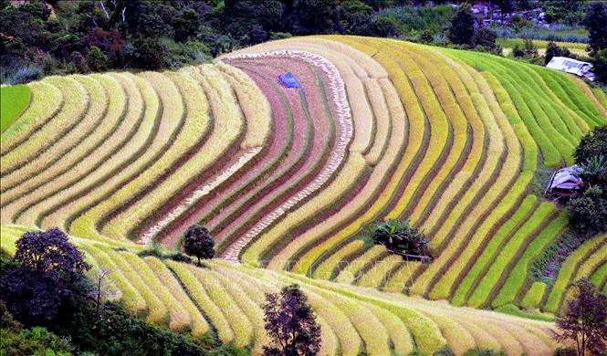 Trong ảnh: Ruộng bậc thang tại xã Xím Vàng, huyện Bắc Yên (Sơn La). Ảnh: Quang Quyết - TTXVN
