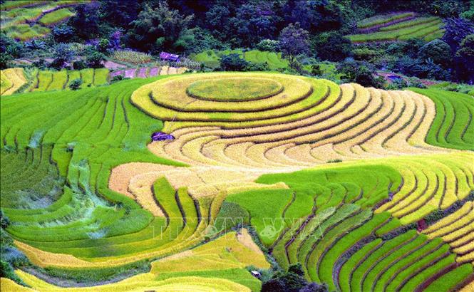 Trong ảnh: Ruộng bậc thang tại xã Xím Vàng, huyện Bắc Yên (Sơn La). Ảnh: Quang Quyết - TTXVN