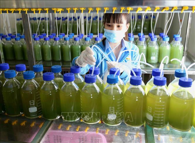 Trong ảnh: Sản xuất tảo làm thức ăn cho tôm giống trong phòng nuôi cấy tảo của Công ty cổ phần Việt – Úc Bình Định. Ảnh: Vũ Sinh - TTXVN