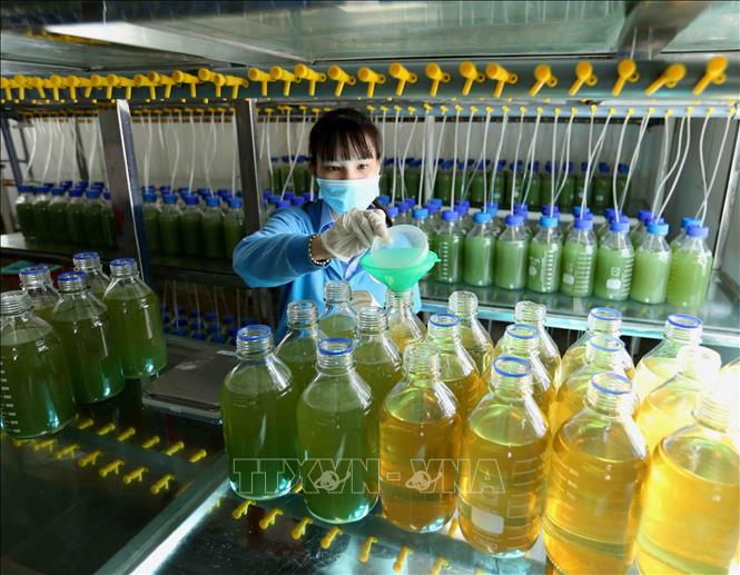 Trong ảnh: Sản xuất tảo làm thức ăn cho tôm giống trong phòng nuôi cấy tảo của Công ty cổ phần Việt – Úc Bình Định. Ảnh: Vũ Sinh - TTXVN