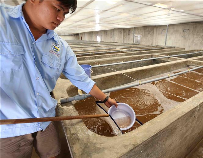Trong ảnh: Kiểm tra chất lượng tôm giống trước khi cung cấp cho người dân nuôi tại trại nuôi của Công ty cổ phần Việt – Úc Bình Định. Ảnh: Vũ Sinh - TTXVN
