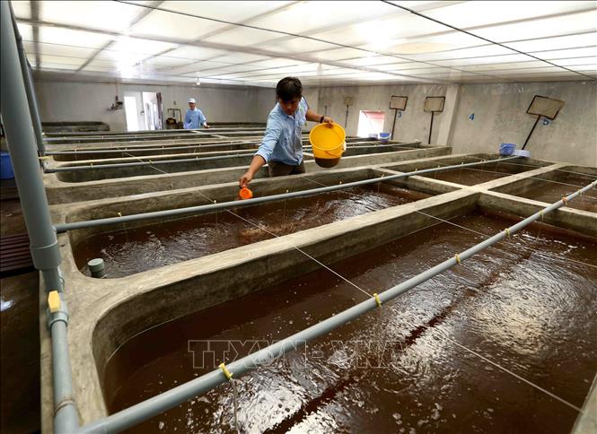 Trong ảnh: Chăm sóc tôm giống tại trại nuôi của Công ty cổ phần Việt – Úc Bình Định. Ảnh: Vũ Sinh - TTXVN