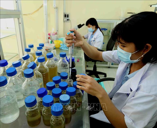 Trong ảnh: Sản xuất tảo làm thức ăn cho tôm giống trong phòng nuôi cấy tảo của Công ty cổ phần Việt – Úc Bình Định. Ảnh: Vũ Sinh - TTXVN