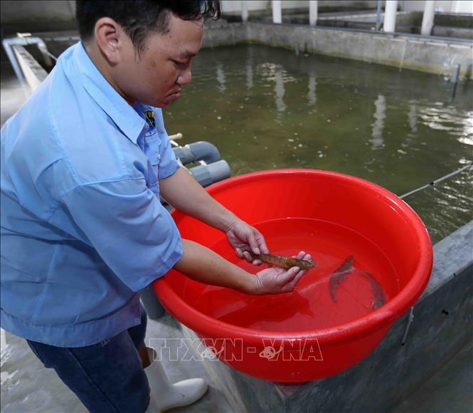 Trong ảnh: Kiểm tra chất lượng tôm bố mẹ tại trại nuôi của Công ty cổ phần Việt – Úc Bình Định. Ảnh: Vũ Sinh - TTXVN