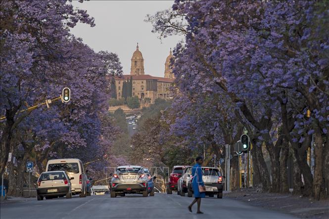 Trong ảnh: Hoa dạ lan hương nở rộ trên đường phố tại Pretoria, Nam Phi, ngày 13/10/2019. Ảnh: THX/ TTXVN
