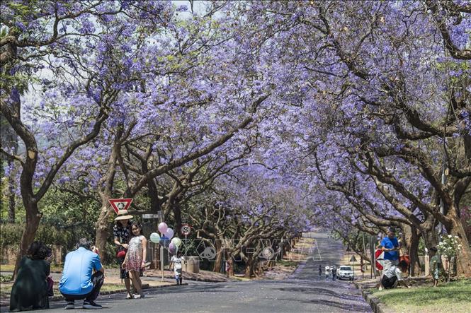 Trong ảnh: Hoa dạ lan hương nở rộ trên đường phố tại Pretoria, Nam Phi, ngày 13/10/2019. Ảnh: THX/ TTXVN