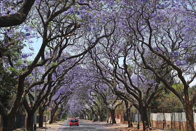 Trong ảnh: Hoa dạ lan hương nở rộ trên đường phố tại Pretoria, Nam Phi, ngày 20/10/2019. Ảnh: THX/ TTXVN