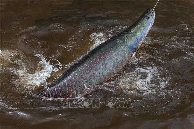 Trong ảnh: Cá Pirarucu trên một con sông ở Manaus, bang Amazonas, Brazil. ẢNh: AFP/TTXVN