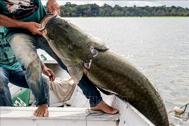 Trong ảnh: Ngư dân đánh bắt cá Pirarucu ở bang Amazonas, Brazil. Ảnh: AFP/TTXVN
