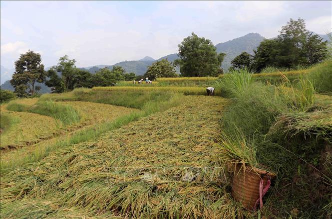 Trong ảnh: Cây lúa sau khi gặt xong người dân thường để trên ruộng để phơi nắng, chiều tối mới vận chuyển về bản để tuốt, phơi. Ảnh: Xuân Tiến - TTXVN