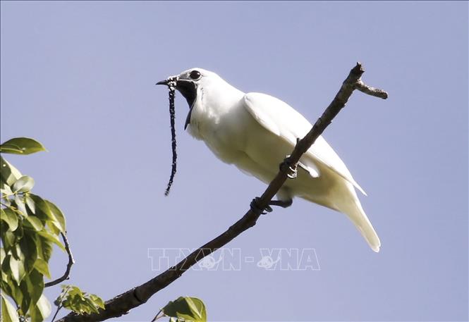 Trong ảnh: Một con chim đực Bellbird cất tiếng gọi bạn tình. Ảnh: AFP/TTXVN