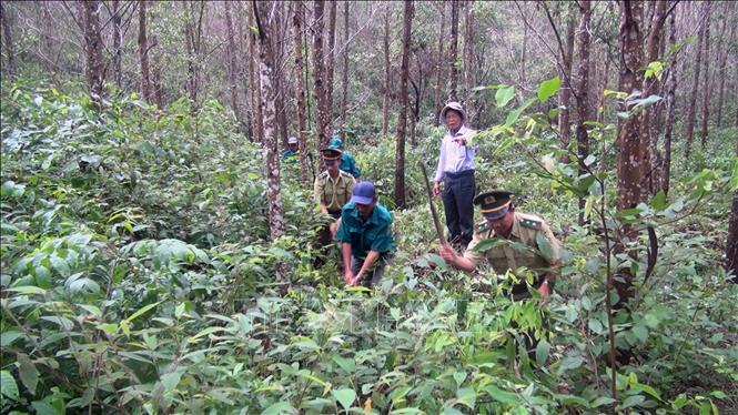 Trong ảnh: Lực lượng Kiểm lâm tỉnh Phú Yên phối hợp với doanh nghiệp trồng rừng phát dọn thực bì, chăm sóc rừng. Ảnh: Xuân Triệu - TTXVN