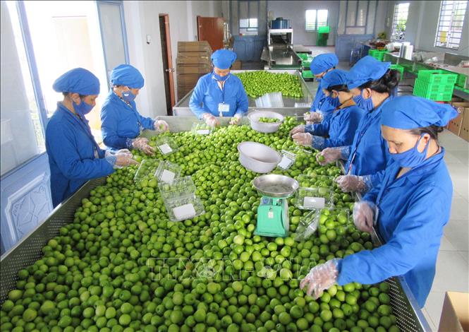 Trong ảnh: Sơ chế, đóng gói táo tại cơ sở sản xuất ở xã Phước Thuận (huyện Ninh Phước, Ninh Thuận). Ảnh: Nguyễn Thành - TTXVN