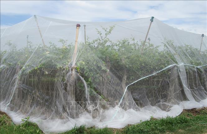 Trong ảnh: Mô hình bao lưới vườn táo phòng ngừa dịch hại tại thị trấn Phước Dân (huyện Ninh Phước, Ninh Thuận). Ảnh: Nguyễn Thành - TTXVN                               