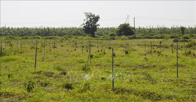 Một nông dân ở xã Thạnh Đức Gò Dầu trồng sâm bố chính thu nhập cao  Báo  Tây Ninh Online